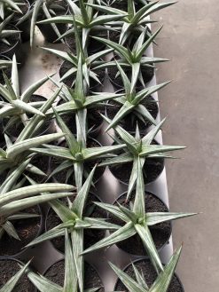 Sansevieria All Night Star, real gallery image #1 plants. Picture taken directly from kaktus.id community Sansevieria farmer green houses.