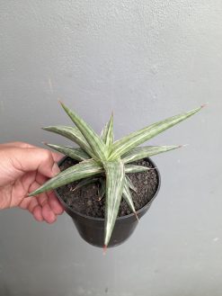 Sansevieria All Night Star, real gallery image #10 plants. Picture taken directly from kaktus.id community Sansevieria farmer green houses.