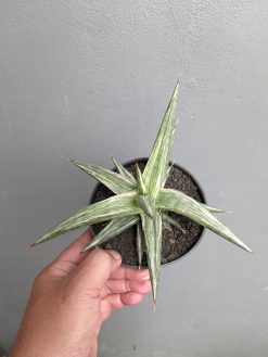 Sansevieria All Night Star, real gallery image #2 plants. Picture taken directly from kaktus.id community Sansevieria farmer green houses.
