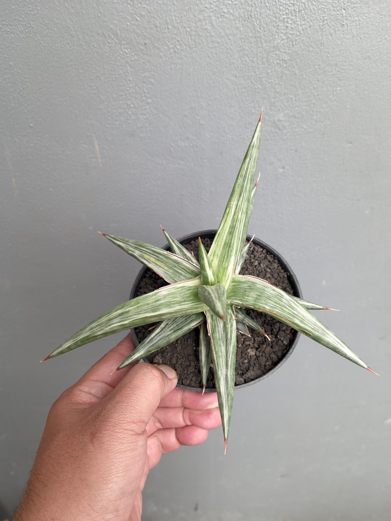 kaktus.id