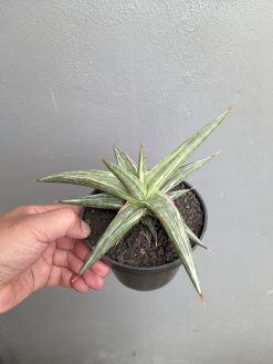 Sansevieria All Night Star, real gallery image #3 plants. Picture taken directly from kaktus.id community Sansevieria farmer green houses.
