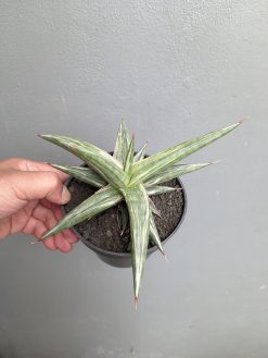 Sansevieria All Night Star, real gallery image #4 plants. Picture taken directly from kaktus.id community Sansevieria farmer green houses.