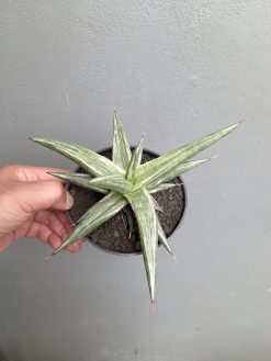 Sansevieria All Night Star, real gallery image #5 plants. Picture taken directly from kaktus.id community Sansevieria farmer green houses.