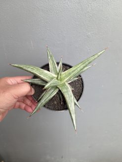 Sansevieria All Night Star, real gallery image #6 plants. Picture taken directly from kaktus.id community Sansevieria farmer green houses.