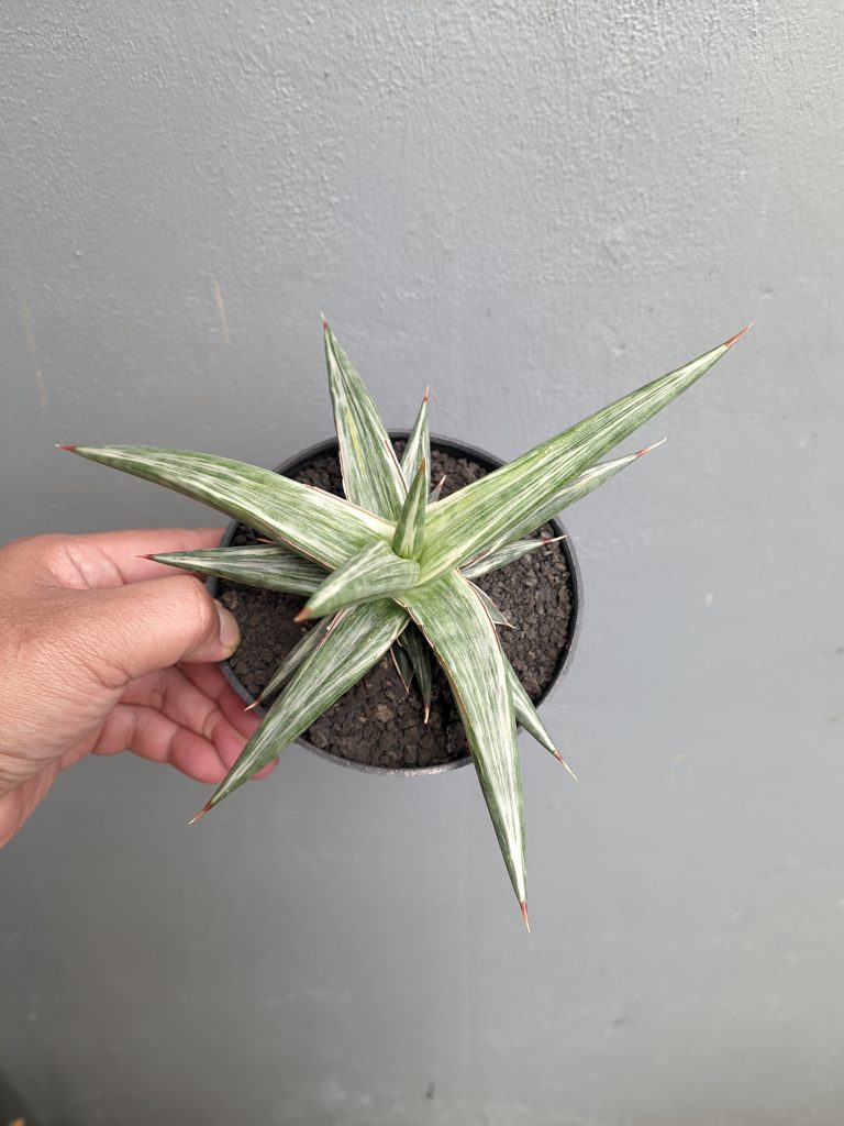 kaktus.id