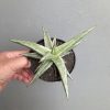 Sansevieria All Night Star, real feature image plant. Picture taken directly from kaktus.id community Sansevieria farmer green houses.