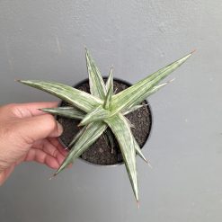 Sansevieria All Night Star, real feature image plant. Picture taken directly from kaktus.id community Sansevieria farmer green houses.