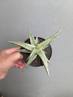 Sansevieria All Night Star, real gallery image #7 plants. Picture taken directly from kaktus.id community Sansevieria farmer green houses.