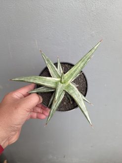 Sansevieria All Night Star, real gallery image #8 plants. Picture taken directly from kaktus.id community Sansevieria farmer green houses.