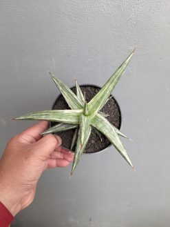 Sansevieria All Night Star, real gallery image #9 plants. Picture taken directly from kaktus.id community Sansevieria farmer green houses.