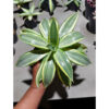 Agave Guingolea Mediopicta, real feature image plant. Picture taken directly from kaktus.id community Agave farmer green houses.