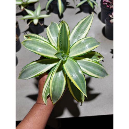 1292. Agave Guingolea Mediopicta