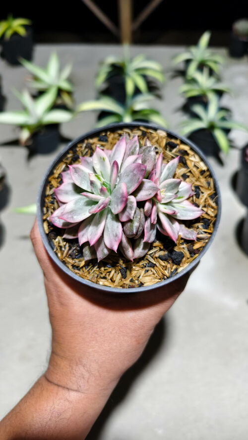 Echeveria Pink Prince Double Head, real gallery image #1 plants. Picture taken directly from kaktus.id community Echeveria farmer green houses.