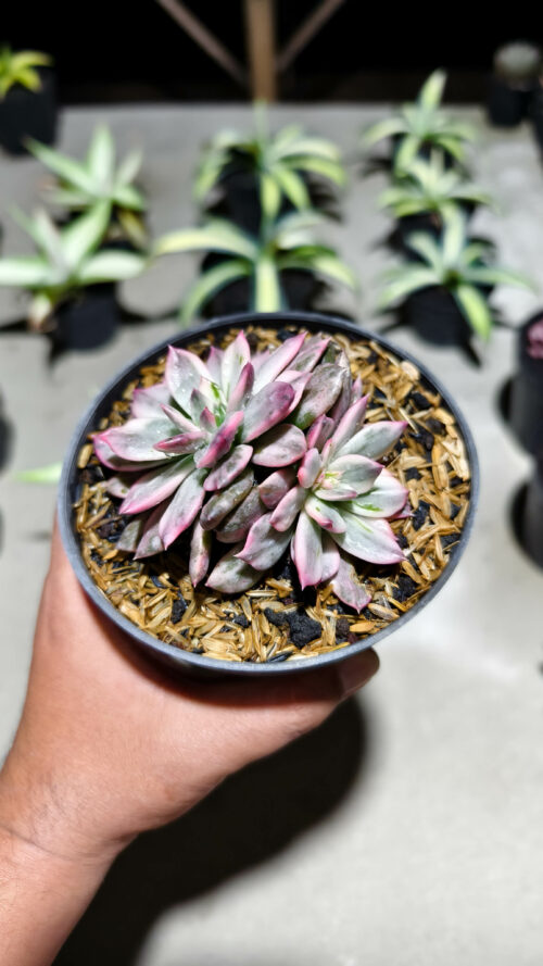 Echeveria Pink Prince Double Head, real gallery image #2 plants. Picture taken directly from kaktus.id community Echeveria farmer green houses.