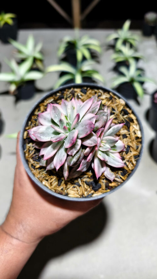 Echeveria Pink Prince Double Head, real gallery image #3 plants. Picture taken directly from kaktus.id community Echeveria farmer green houses.