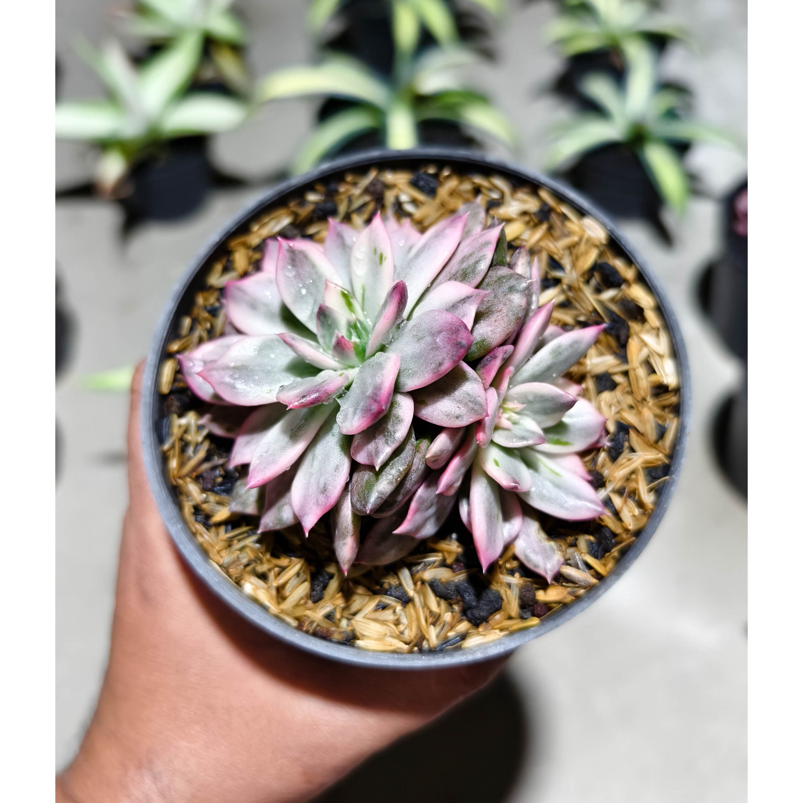 Echeveria Pink Prince Double Head