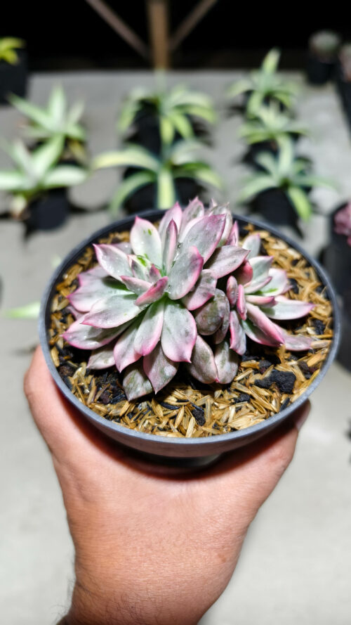 Echeveria Pink Prince Double Head, real gallery image #4 plants. Picture taken directly from kaktus.id community Echeveria farmer green houses.