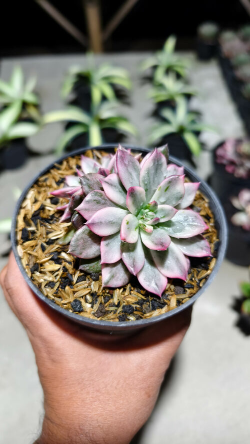 Echeveria Pink Prince Double Head, real gallery image #5 plants. Picture taken directly from kaktus.id community Echeveria farmer green houses.