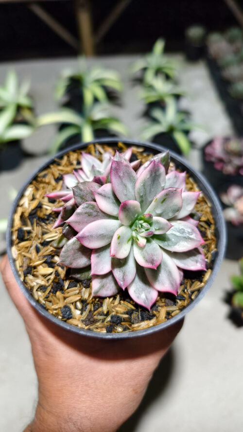 Echeveria Pink Prince Double Head, real gallery image #6 plants. Picture taken directly from kaktus.id community Echeveria farmer green houses.