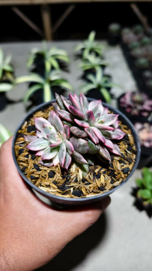 Echeveria Pink Prince Double Head, real gallery image #7 plants. Picture taken directly from kaktus.id community Echeveria farmer green houses.