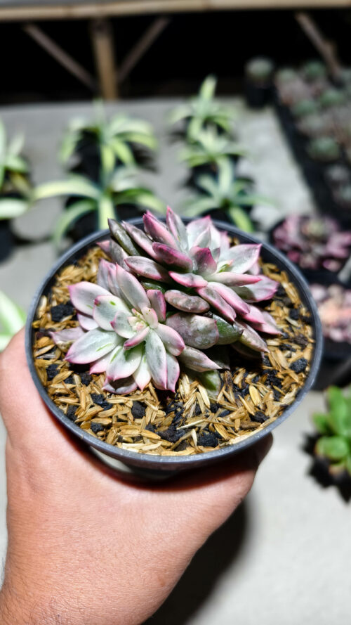 Echeveria Pink Prince Double Head, real gallery image #8 plants. Picture taken directly from kaktus.id community Echeveria farmer green houses.