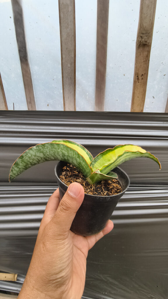kaktus.id