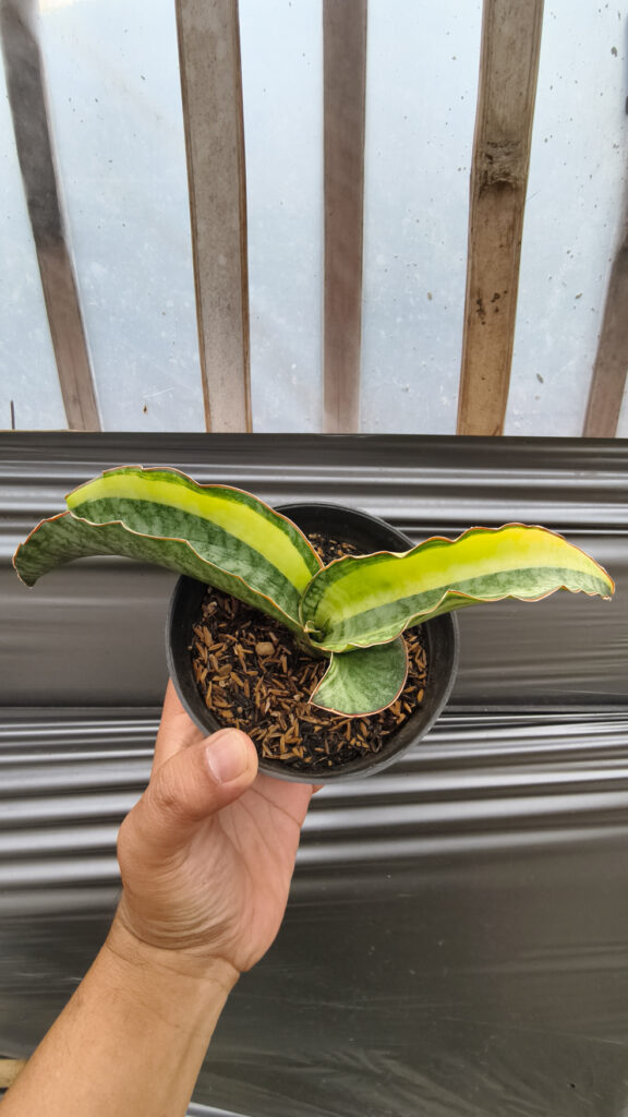 kaktus.id