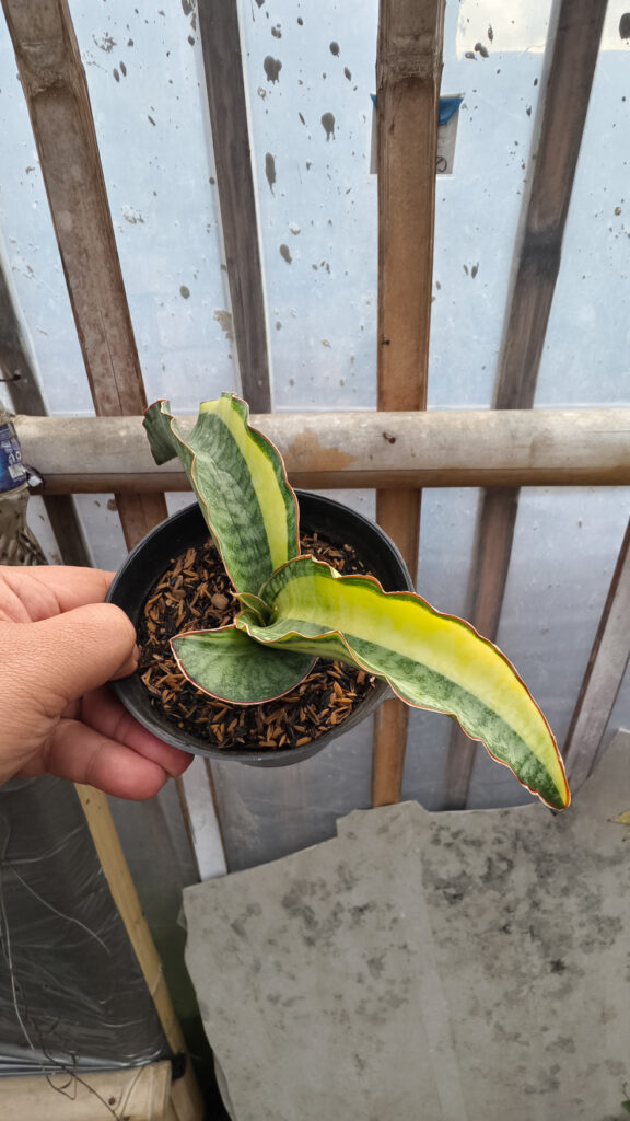 kaktus.id