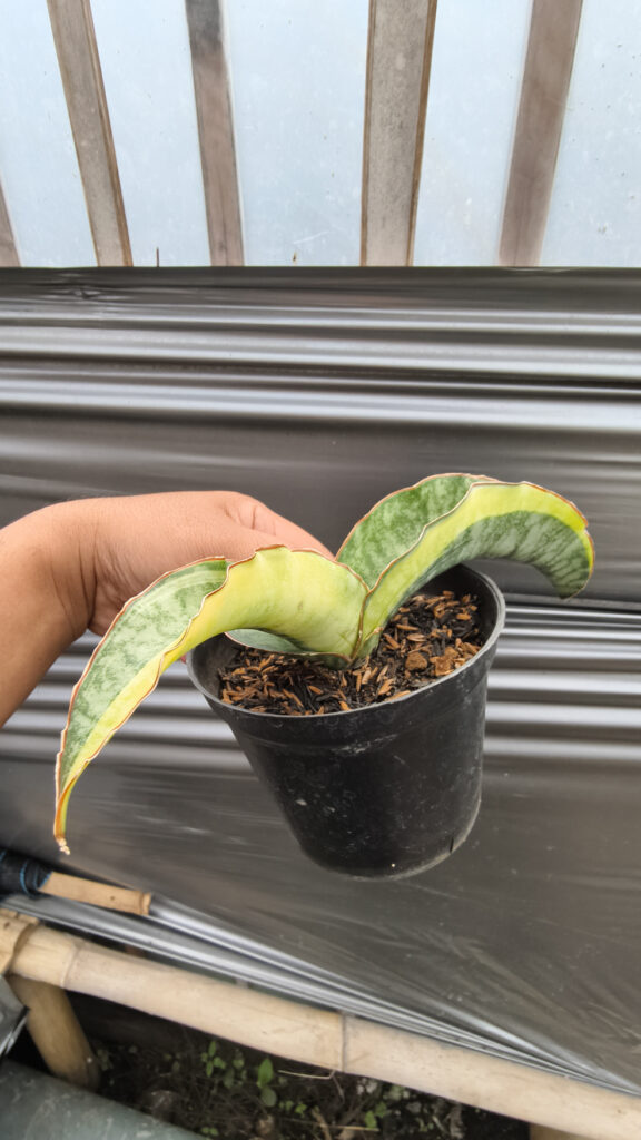 kaktus.id