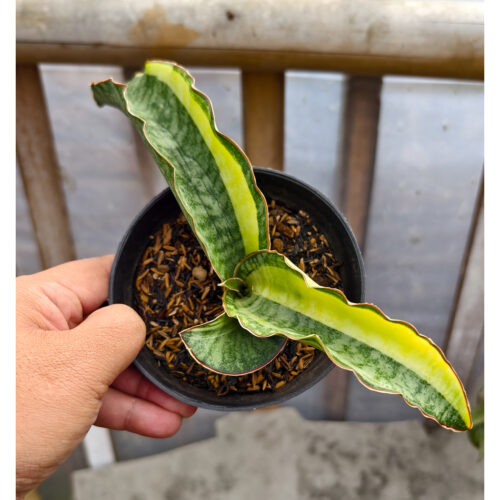 1294. Sansevieria Golden Jade Variegated