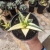 Sansevieria Blorong White Variegated, real feature image plant. Picture taken directly from kaktus.id community Sansevieria farmer green houses.