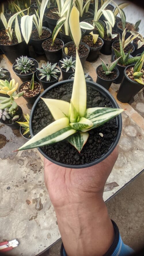 Sansevieria Blorong White Variegated, real gallery image #1 plants. Picture taken directly from kaktus.id community Sansevieria farmer green houses.