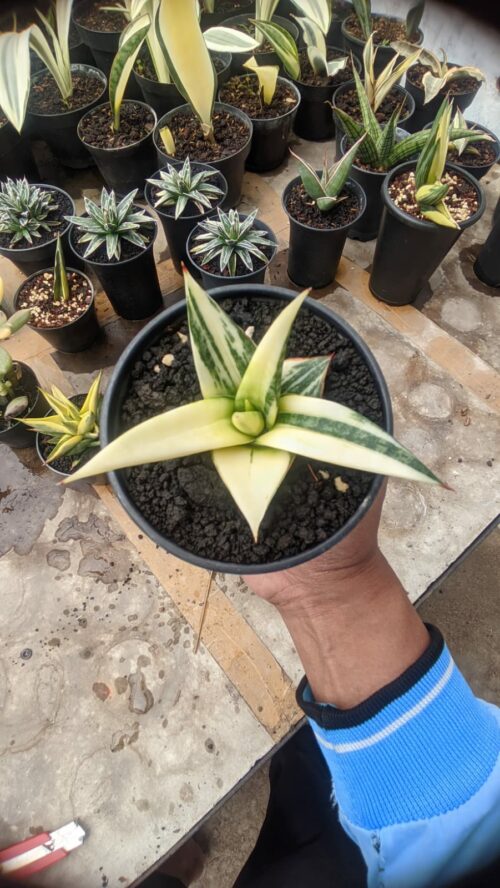 Sansevieria Blorong White Variegated, real gallery image #2 plants. Picture taken directly from kaktus.id community Sansevieria farmer green houses.