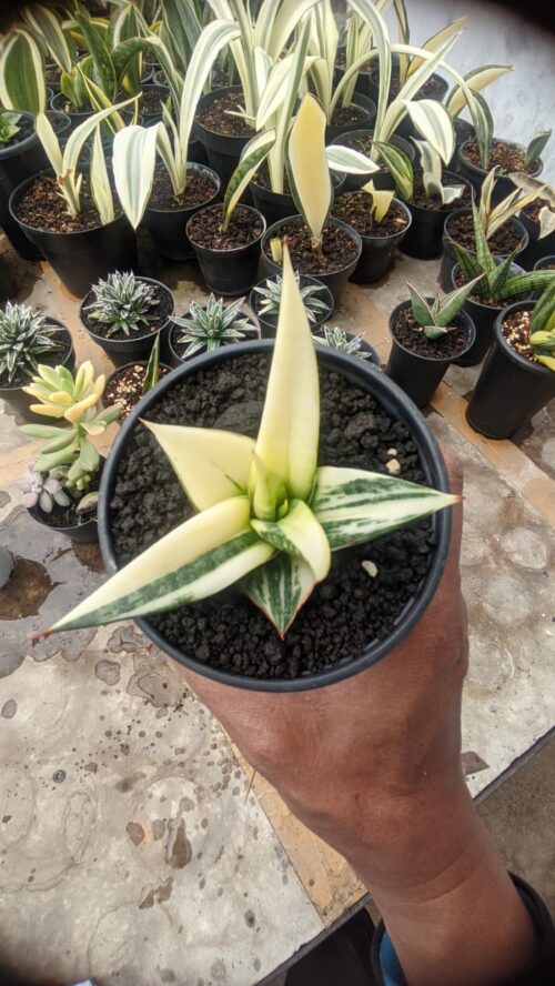 Sansevieria Blorong White Variegated, real gallery image #3 plants. Picture taken directly from kaktus.id community Sansevieria farmer green houses.