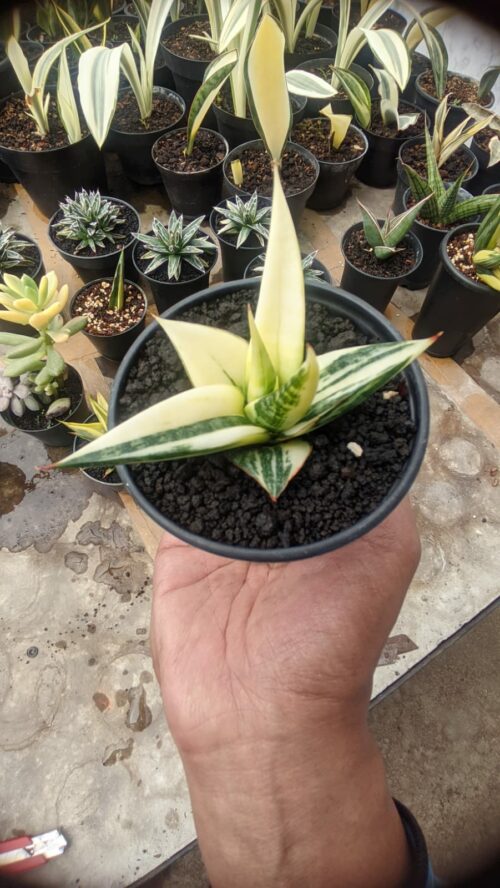 Sansevieria Blorong White Variegated, real gallery image #4 plants. Picture taken directly from kaktus.id community Sansevieria farmer green houses.