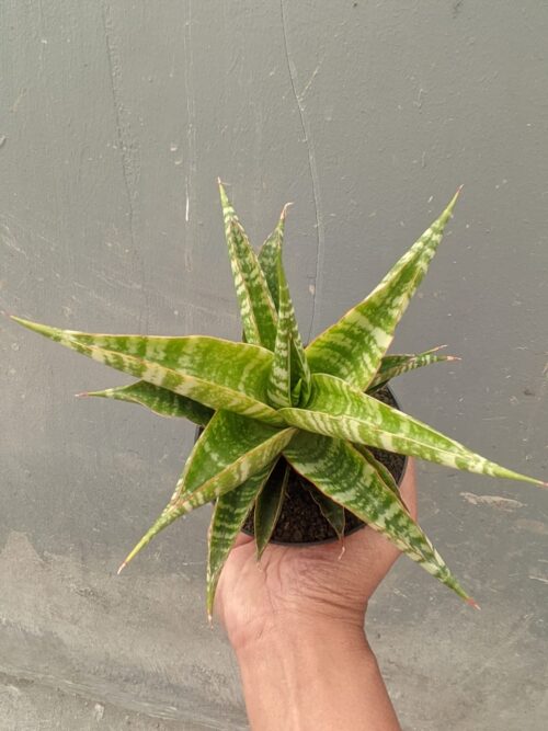 Sansevieria Nakula, real gallery image #6 plants. Picture taken directly from kaktus.id community Sansevieria farmer green houses.