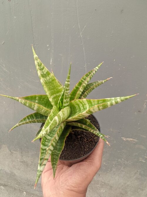 Sansevieria Nakula, real gallery image #5 plants. Picture taken directly from kaktus.id community Sansevieria farmer green houses.