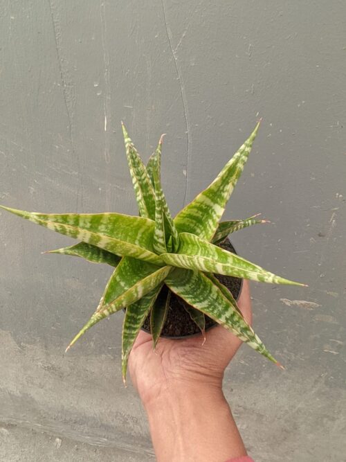 Sansevieria Nakula, real gallery image #4 plants. Picture taken directly from kaktus.id community Sansevieria farmer green houses.