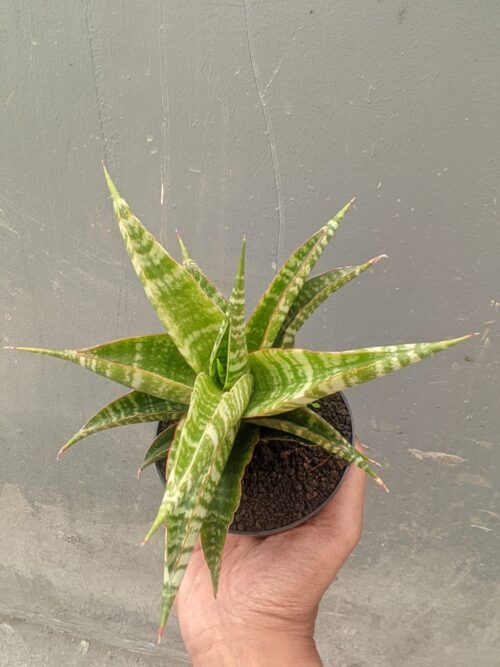Sansevieria Nakula, real gallery image #3 plants. Picture taken directly from kaktus.id community Sansevieria farmer green houses.