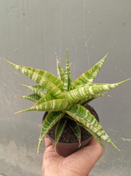 Sansevieria Nakula, real gallery image #2 plants. Picture taken directly from kaktus.id community Sansevieria farmer green houses.