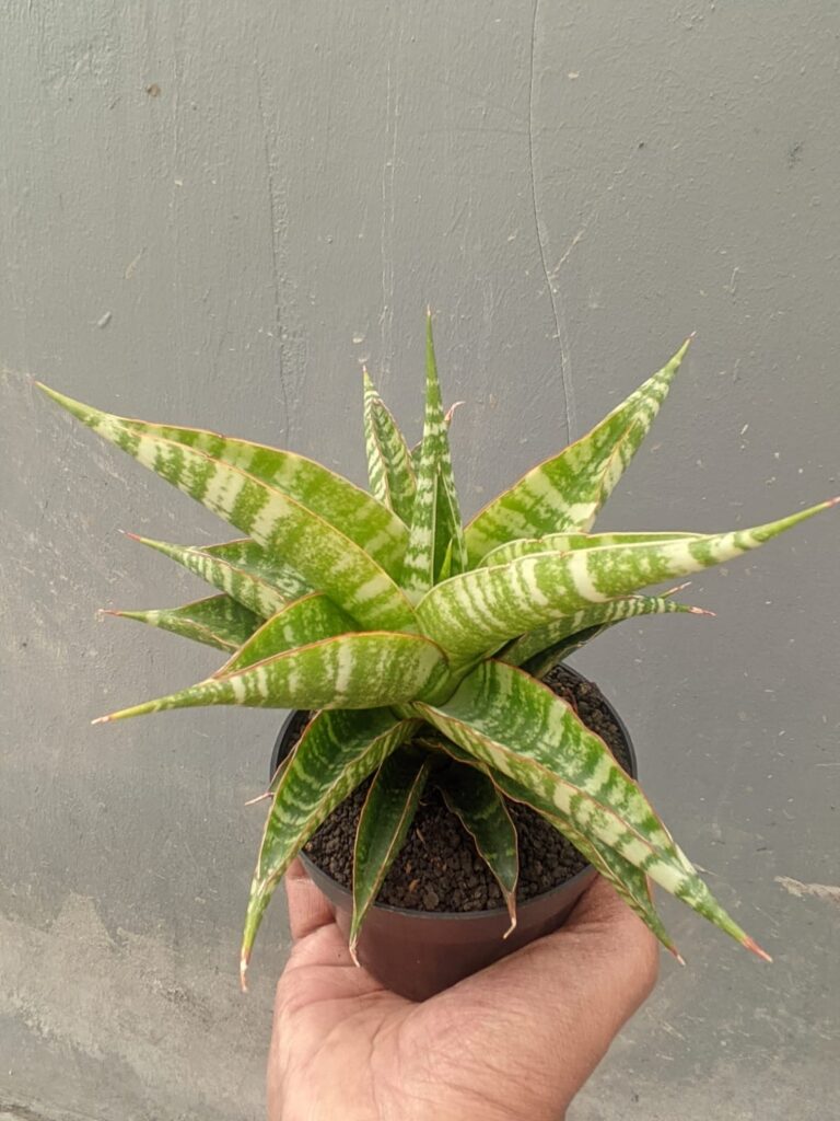 kaktus.id