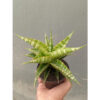 Sansevieria Nakula, real feature image plant. Picture taken directly from kaktus.id community Sansevieria farmer green houses.