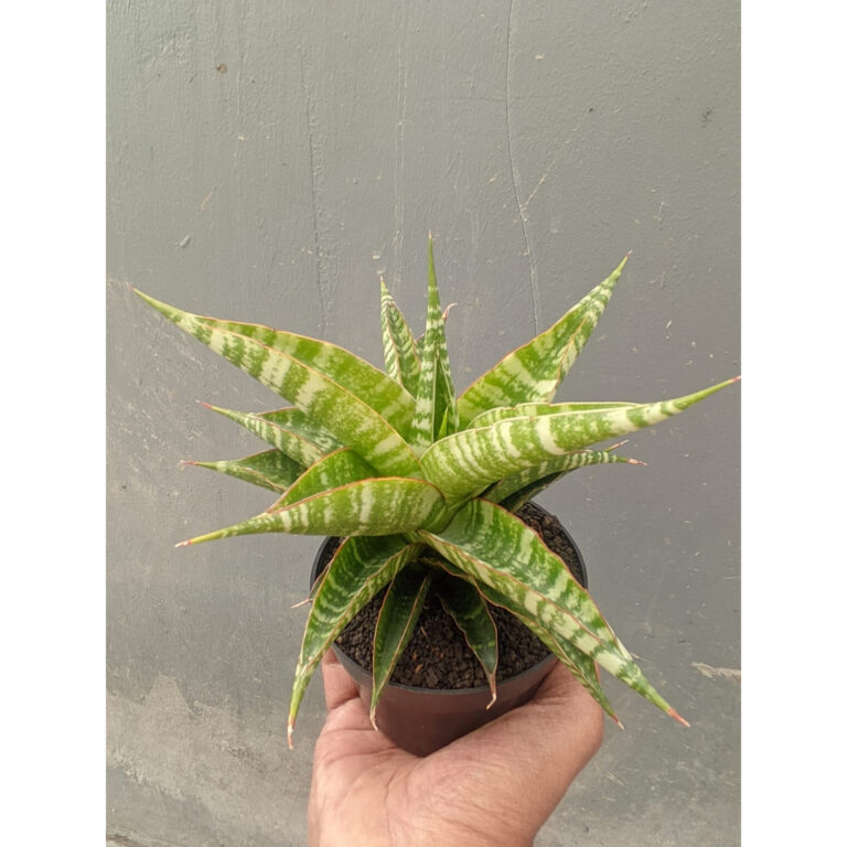 1297. Sansevieria Nakula