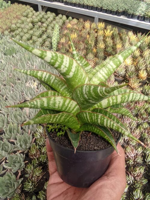 Sansevieria Nakula, real gallery image #1 plants. Picture taken directly from kaktus.id community Sansevieria farmer green houses.