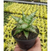 Sansevieria Ghuto Hybrid, real feature image plant. Picture taken directly from kaktus.id community Sansevieria farmer green houses.