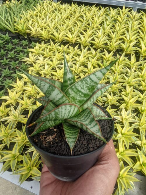 Sansevieria Ghuto Hybrid, real gallery image #1 plants. Picture taken directly from kaktus.id community Sansevieria farmer green houses.