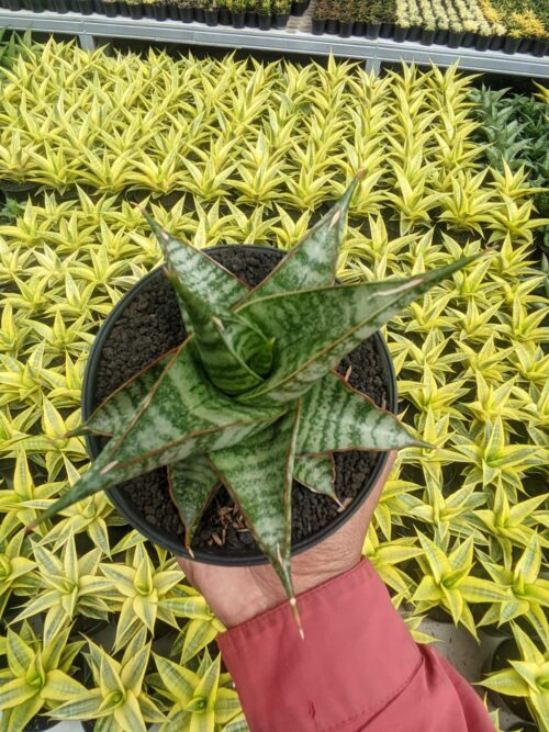 Sansevieria Ghuto Hybrid, real gallery image #5 plants. Picture taken directly from kaktus.id community Sansevieria farmer green houses.