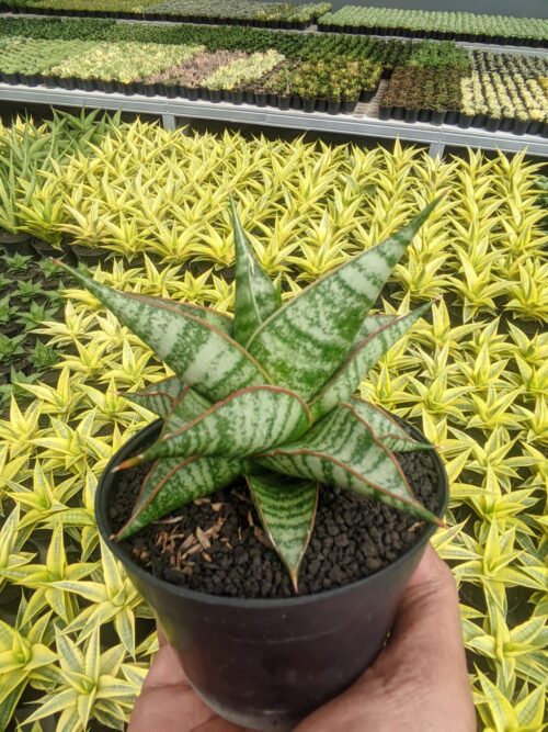 Sansevieria Ghuto Hybrid, real gallery image #4 plants. Picture taken directly from kaktus.id community Sansevieria farmer green houses.