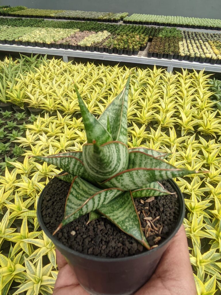 kaktus.id