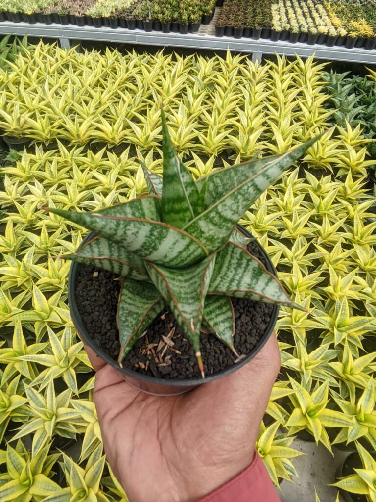 kaktus.id